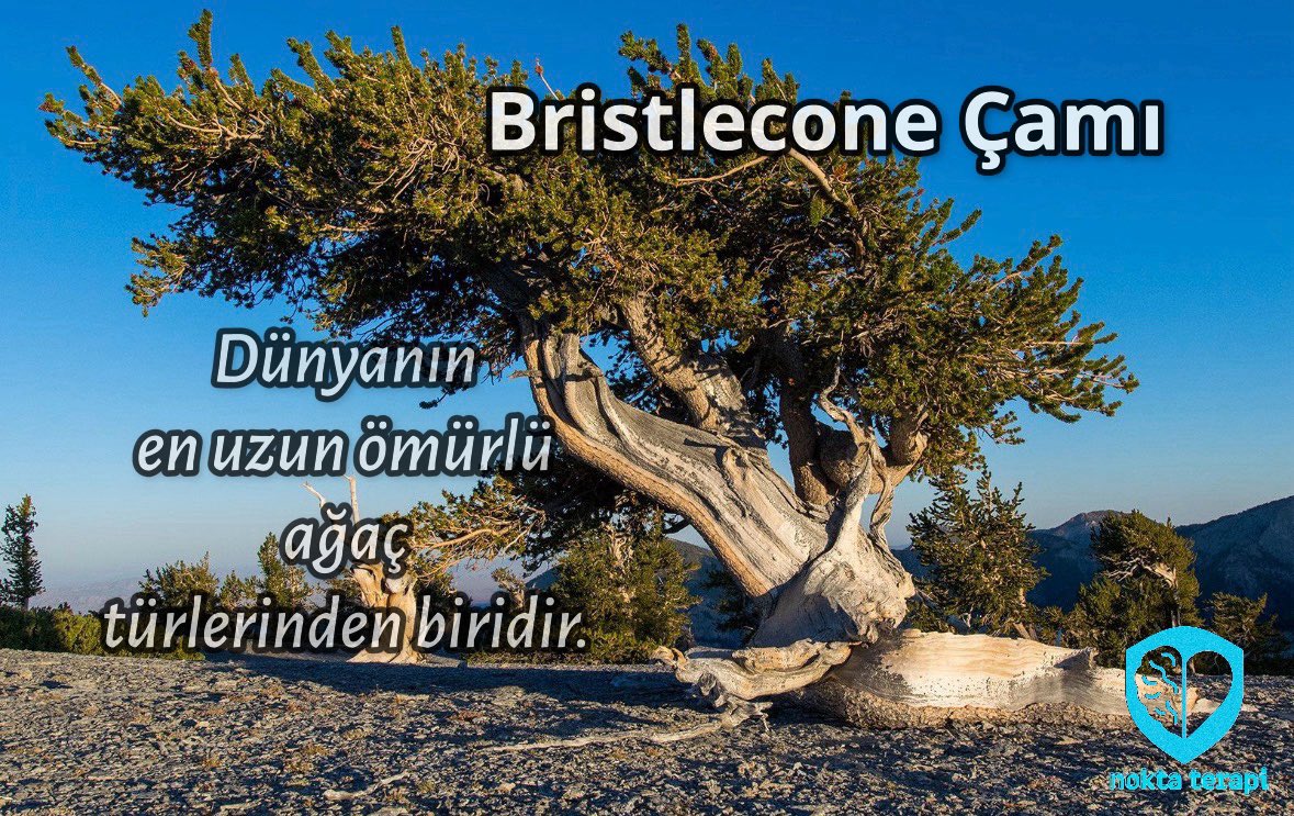 Nokta Terapi tweet media