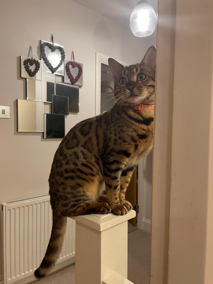 MissingPetsGB's tweet image. Please share to help find stolen AMBER

Let's make it happen! Please SHARE

We have received a STRONG LEAD- we now need someone to CONTACT WITH INFO of her LOCATION

Taken from Alban Way, St Albans to #Hatfield on 26.08.25 6pm-6.30pm
#stolendoghour