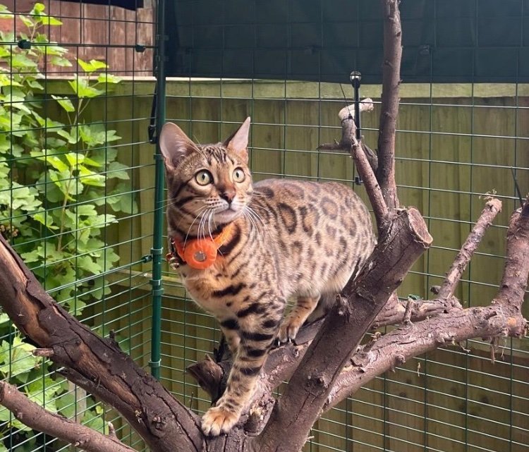 MissingPetsGB's tweet image. Please share to help find stolen AMBER

Let's make it happen! Please SHARE

We have received a STRONG LEAD- we now need someone to CONTACT WITH INFO of her LOCATION

Taken from Alban Way, St Albans to #Hatfield on 26.08.25 6pm-6.30pm
#stolendoghour