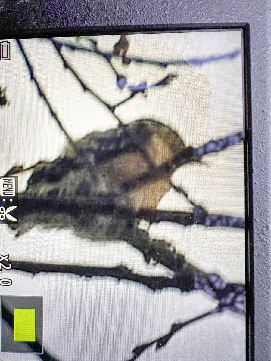 Always like to get photographic evidence when I see something interesting but you’ll just have to believe me that this is a LSW