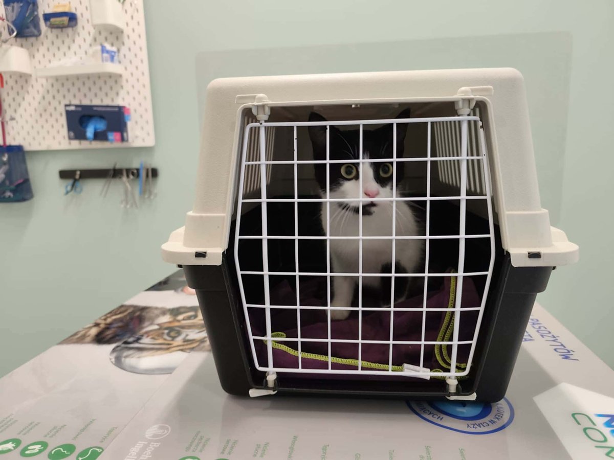 150 zł, tyle brakuje aby zakończyć zbiórkę Zilki ❤️❤️

Proszę pomóżcie.

ratujemyzwierzaki.pl/zilkaa