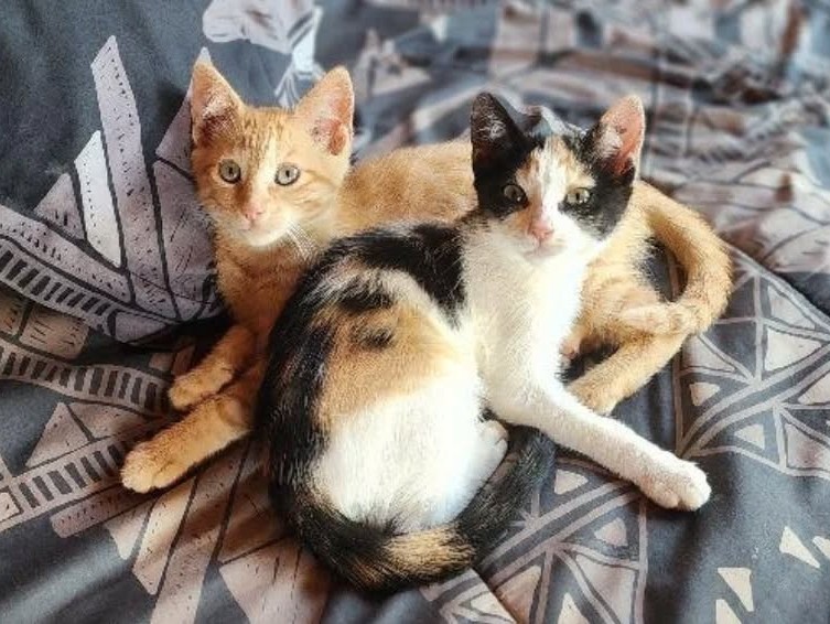 eltuitdemarsh's tweet photo. Hermosas hermanitas, de dos meses y medio, en adopción. Son tímidas al comienzo, pero una vez en confianza son juguetonas, regalonas y muy ronroneadoras. Las pueden trasladar a Santiago. Si deseas adoptar(las), idealmente juntitas, comunícate al +56979695356. Favor RT!
#Limache https://t.co/3uXVgPKuSX