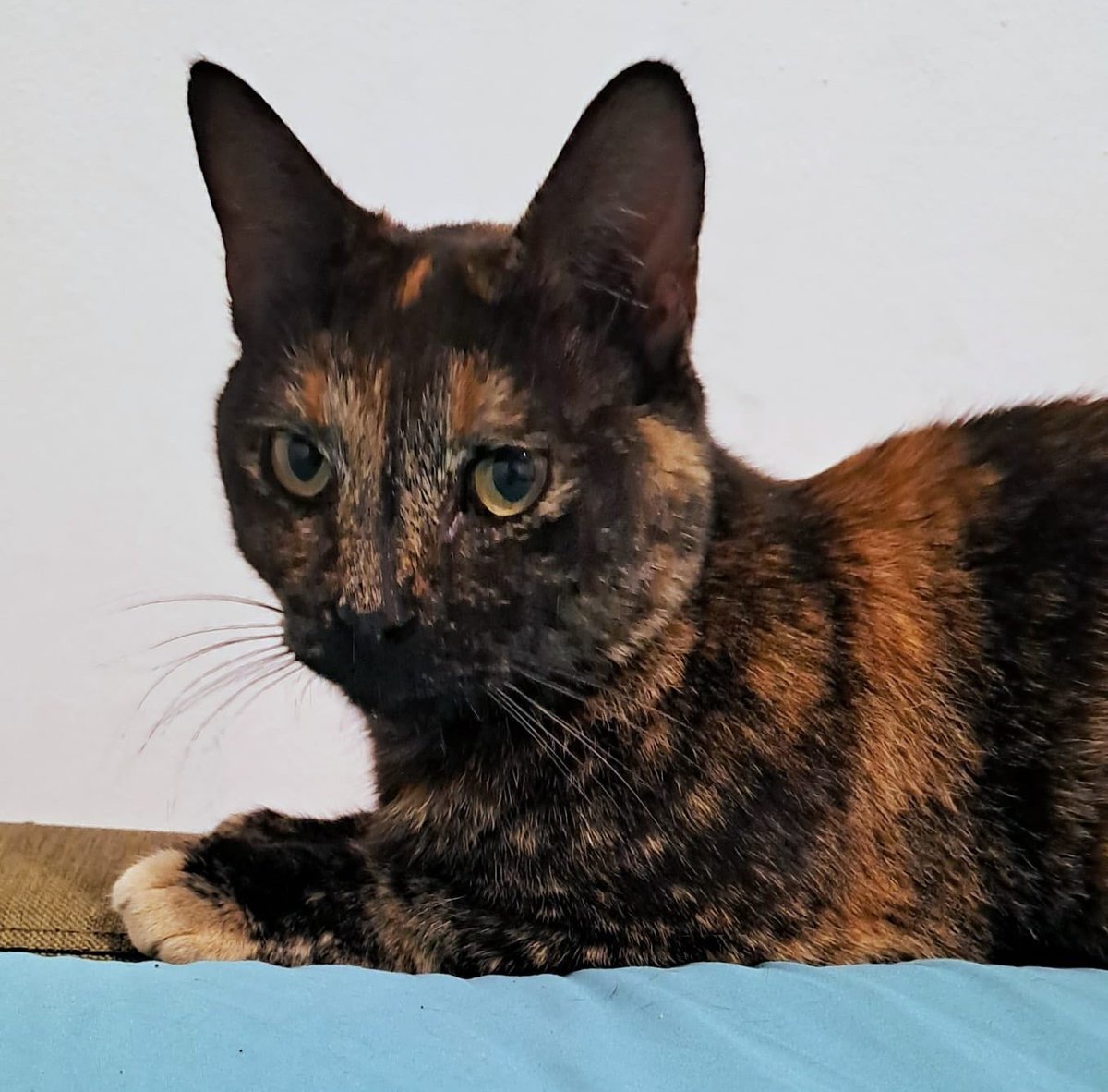 Encontraron a esta hermosa gatita en Costanera norte. Es muy dócil, dulce y regalona. No saben si está perdida o fue abandonada. Si la reconoces o deseas darle un hogar, comunícate al +56999997172. Favor RT por si su familia la está buscando u otra desea adoptarla! 
#Santiago