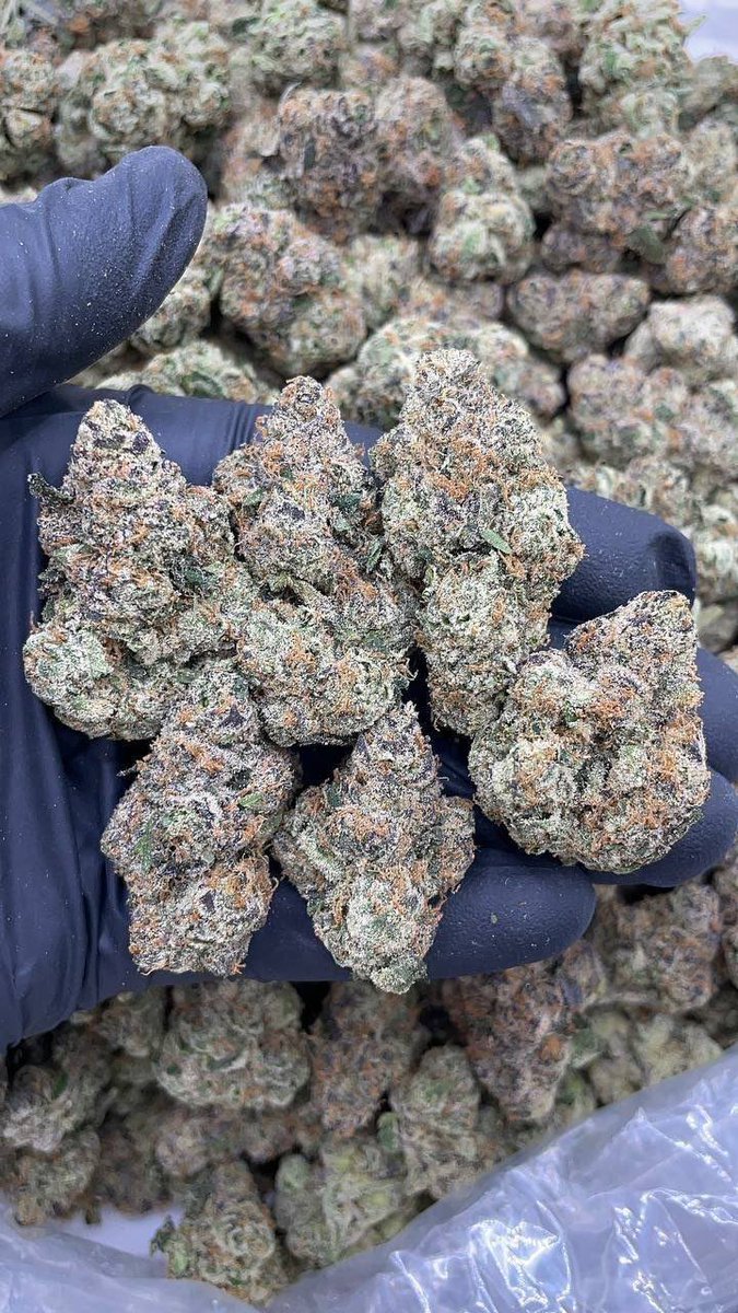 treptraphouse's tweet image. Tap in 📲📲
Weed Seattle weed Spokane weed Tacoma weed Vancouver weed Bellevue weed Kent weed everett weed Renton weed Spokane valley weed federal way weed Bremerton weed Kirkland  weed auburn weed puyallup weed Lakewood weed shoreline weed Redmond