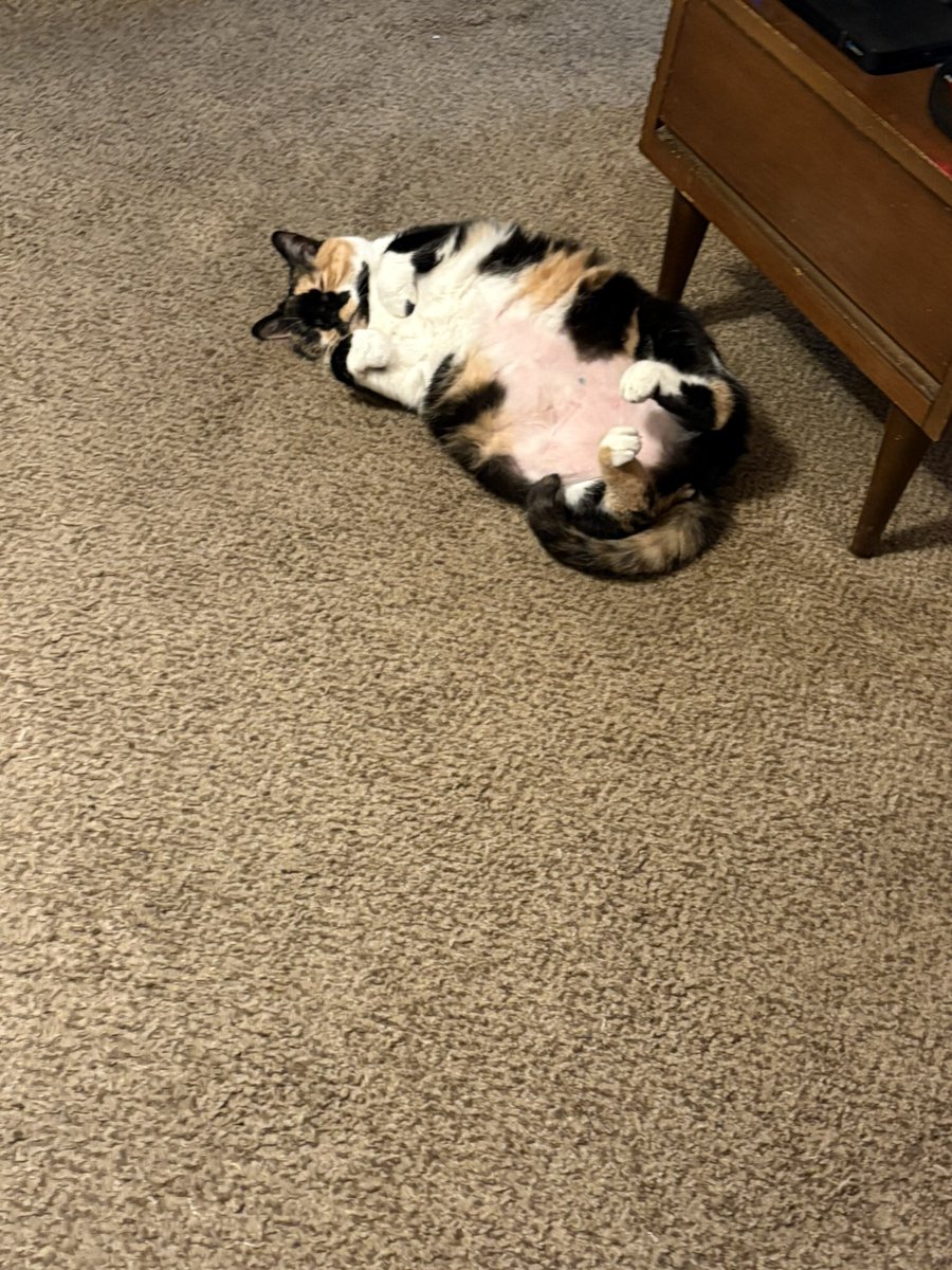 jadee1437's tweet photo. NFL Sunday! The noise continues even if our teams are out of the playoff. How bout Go Buffalo, Josh do it. #CatsOnX #CatsOfX #FinUp Go Fins! https://t.co/l0iy9m61Ky