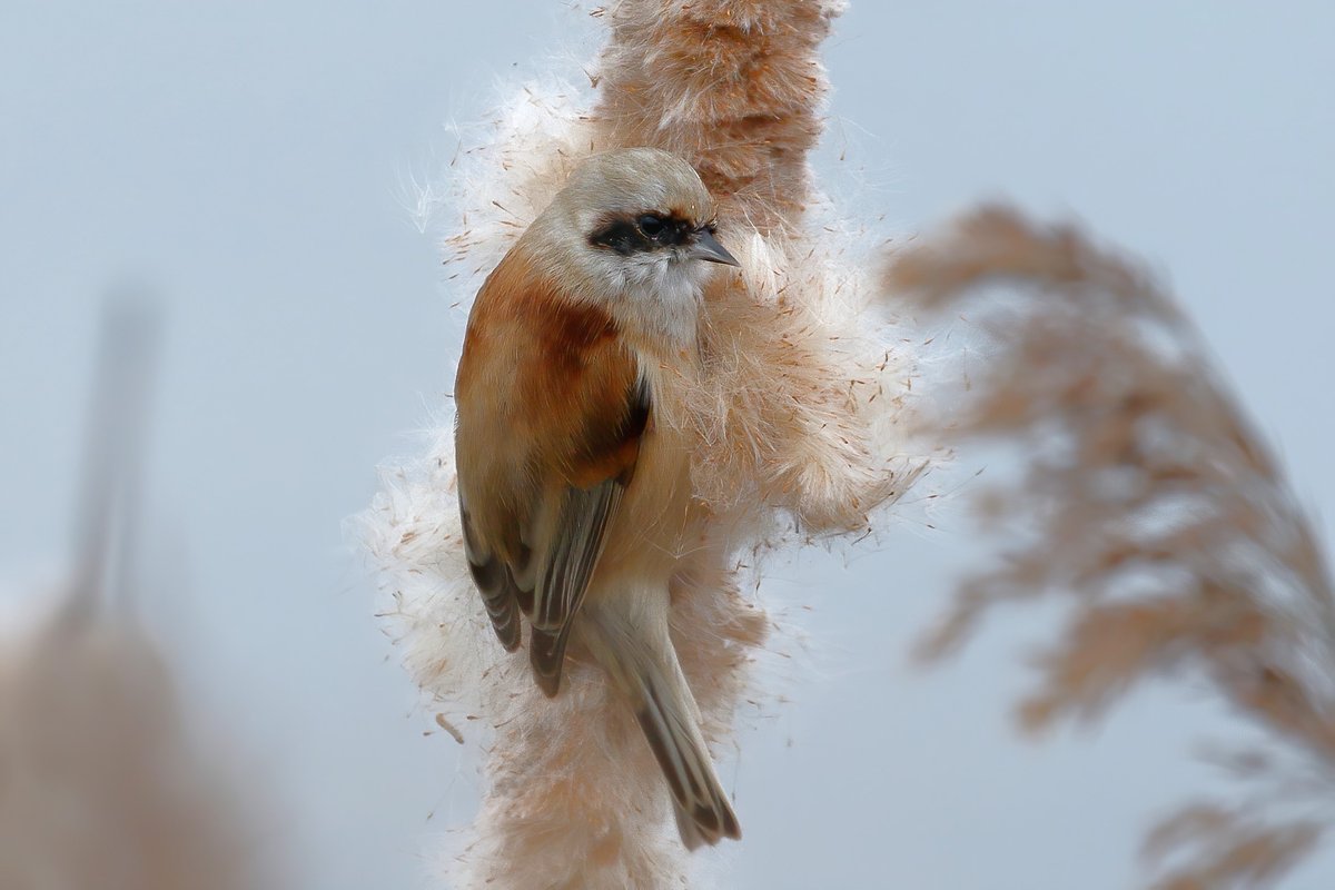 I should be out chasing Russian &amp; Greenland geese, family commitments though so couldn't today. Anyway here's my best ever 'self found' from December 2018 at Radipole, the Penduline Tit.