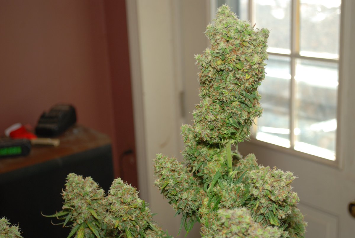 Auto_Seeds's tweet image. Chop day for this Gelato plant ✂️🥦

📸 MR magoo