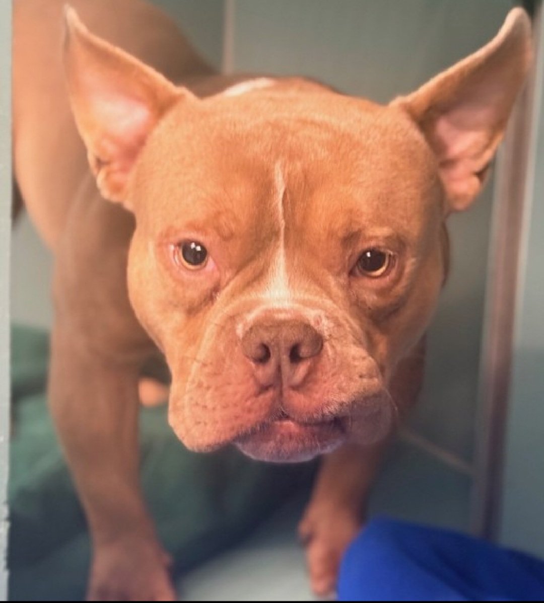 MorgFairsdogs's tweet image. Bruce 243258
Listed TBK 12/30
#NYCACC #RescueOnly 
He is an adorable 3 yr old
Has pneumonia &amp;amp; poor appetite 🚑🚨
Needs care at outside ER vet
Fearful &amp;amp; conflicted about handling
Help save Bruce!
nycacc.app/browse/243258
#Pledge4Medical 
#foster #adopt