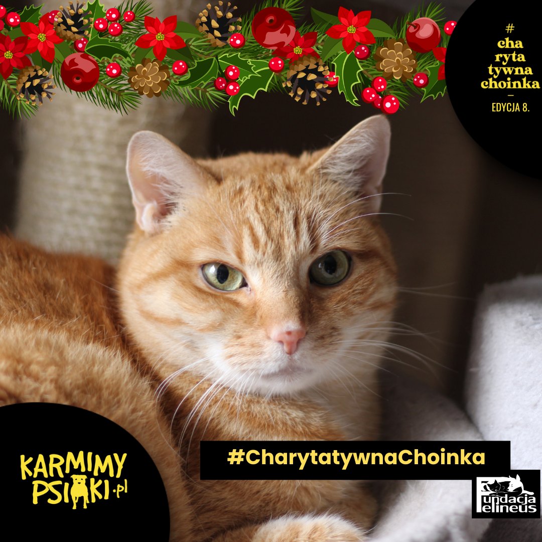 "Drogi Święty Mikołaju, jestem Tofik. Razem z moim przyjacielem Talarem wróciliśmy z adopcji, ale w domu tymczasowym znaleźliśmy spokój i miłość. Przeszedłem ciężką chorobę, lecz dzięki opiekunce i fundacji wyzdrowiałem. Teraz marzę tylko o jednym- o karmie, żebym mógł cieszyć