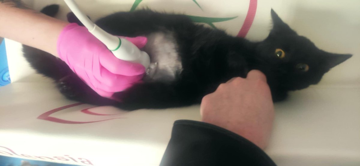 Brakuje 425 zł, pomożecie zakończyć zbiórkę i wygrać życie dla Smolika?

pomagam.pl/dlasmolika