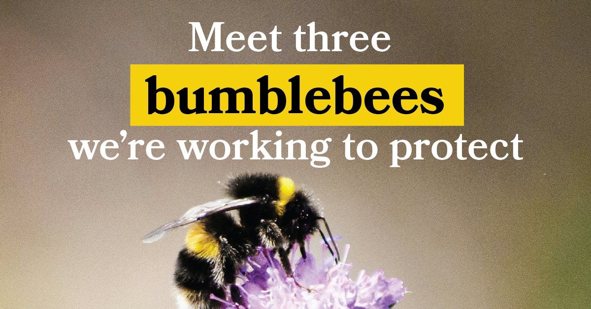No matter where you are in the U.S., you’re about 50% less likely to see a bumblebee than you were in 1974 – which is why we’re calling on the FWS to extend Endangered Species Act protections for bumblebees. Meet 3 threatened bumblebees we’re working to protect.