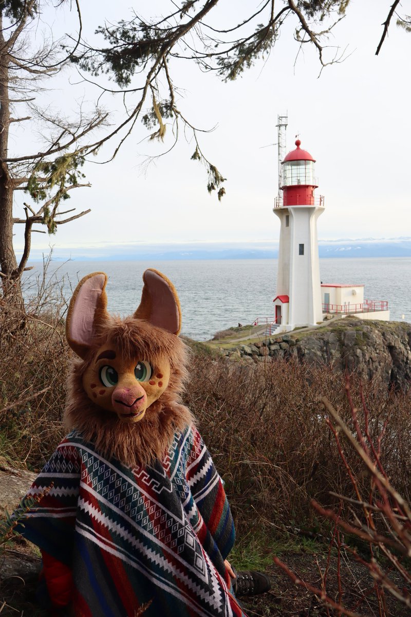 Carth the Llama tweet media