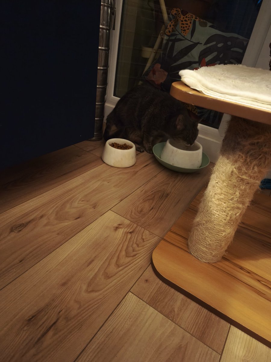 Mamie Chat pas au top de sa forme mais Mamie Chat mangé et boit normalement 🥰🥰🥰