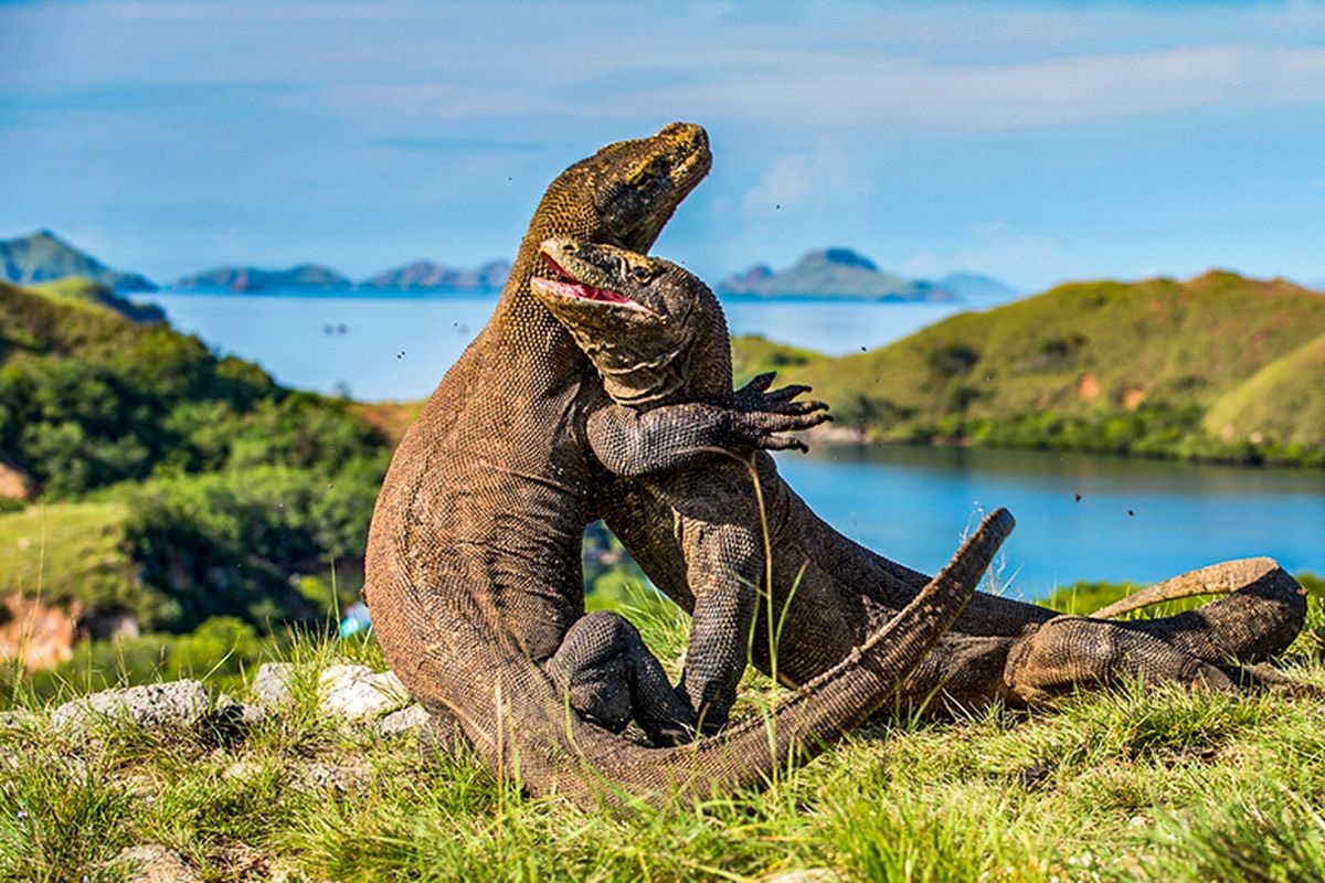 yudhangrt's tweet photo. @Gosleepriya Indonesia - komodo dragon https://t.co/hGpIGvbP9a