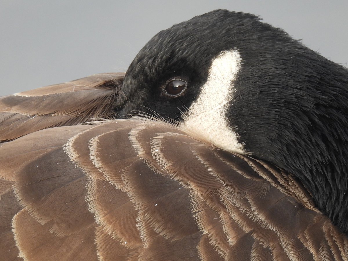 Palumbus_Pics's tweet image. Canada goose close up #canadagoose #birds #naturephotography