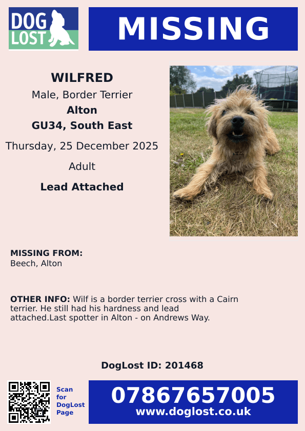 🆘25 DEC 2025 #Lost Wilfred #ScanMe
Border Terrier X Cairn Male
#Beech #Alton #GU34 East #Hampshire
Harness and lead attached.
Last spotter in Alton - on Andrews Way.
doglost.co.uk/dog/201468