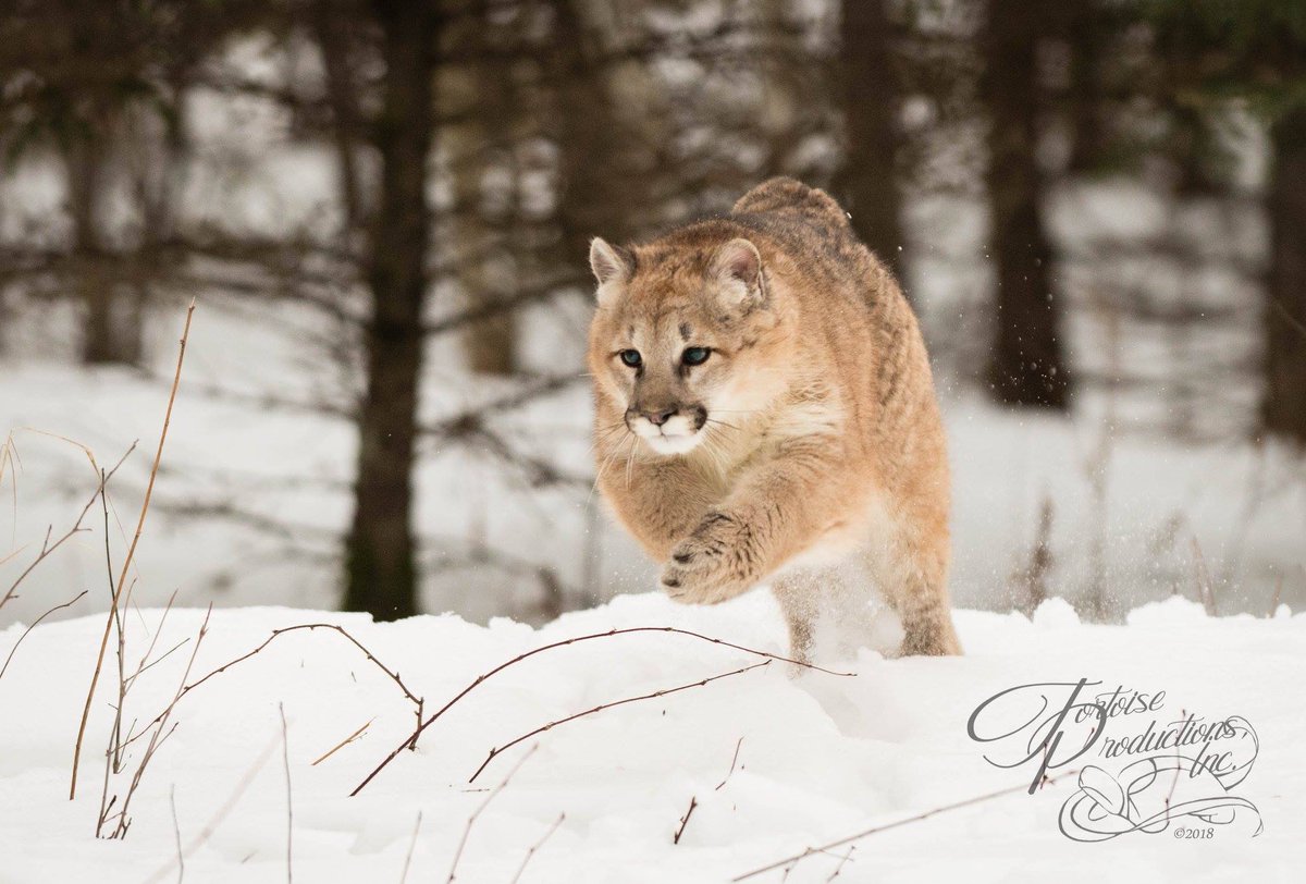 Andean Bear Found. tweet media