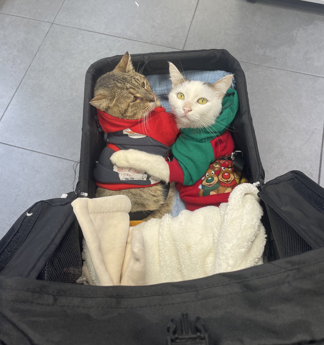 Birisi tüfekle vurulduğu için diğeri araba çaptığı için felç kaldılar. Farklı şehirlerden geldiler, tamamen bambaşka yollardan geçtiler. Ama sanki aynı karından doğmuş gibi kardeş oldular birbirlerine ❤️