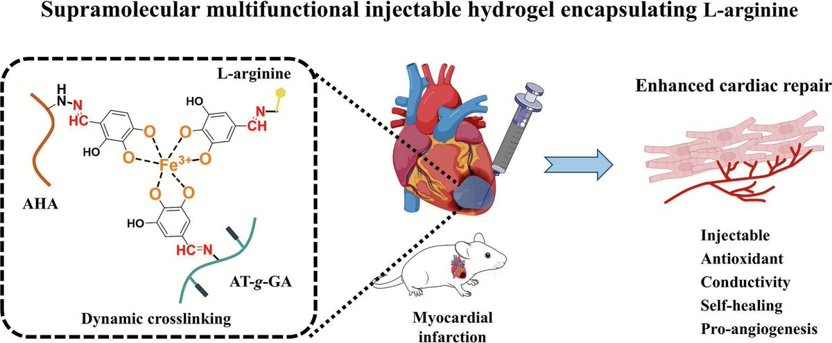 JCRnEDITORS's tweet image. Supramolecular antioxidant conductive injectable hydrogel encapsulating L-arginine for synergistic modulation of myocardial infarction.
| Yan Li, Fourth Military Medical Univ. |
[50 days' free access]
#hydrogel #supramolecule #MyocardialInfarction
kwnsfk27.r.eu-west-1.awstrack.me/L0/https:%2F%2…