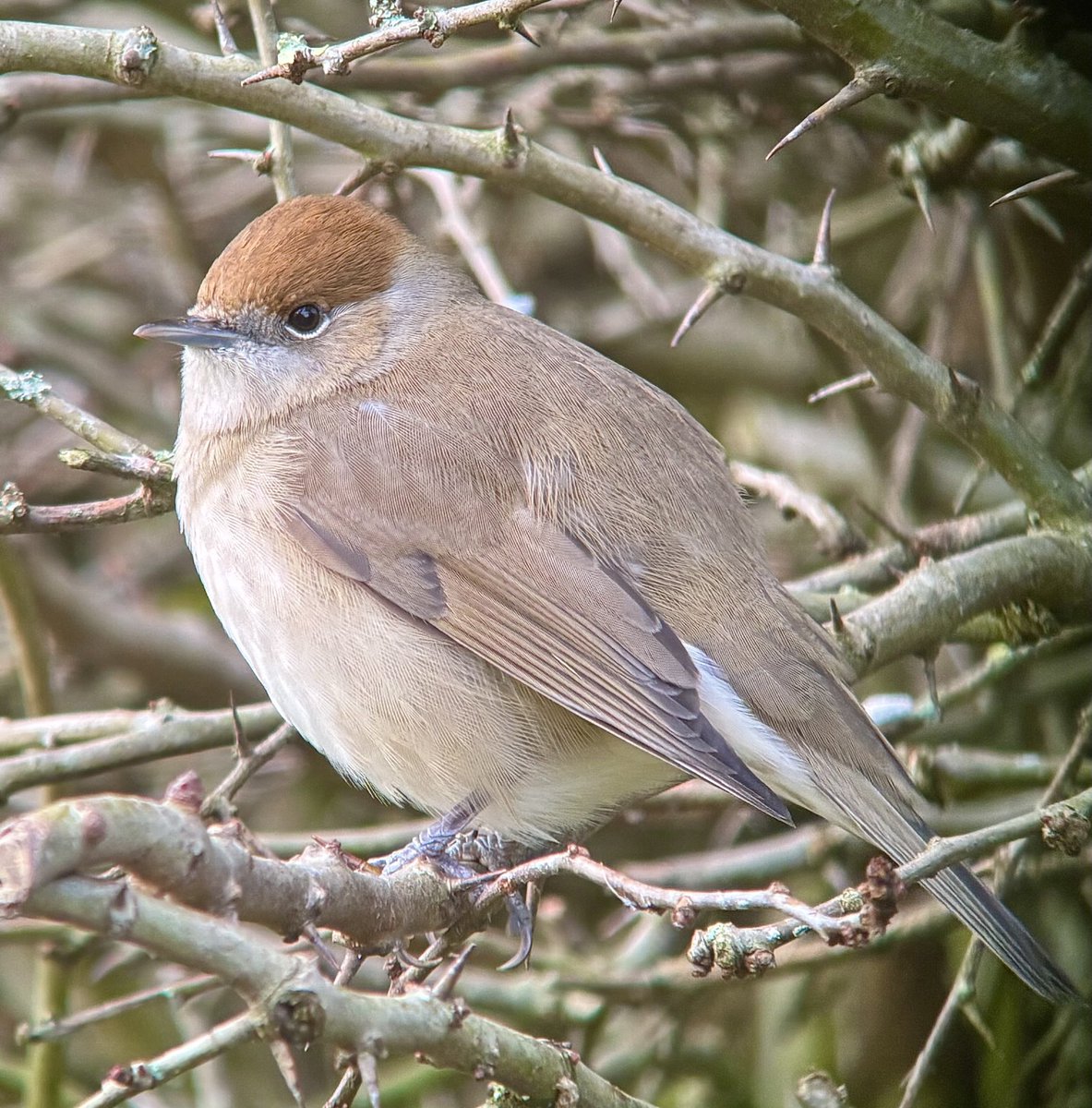 Sheep’s Head Nature tweet media