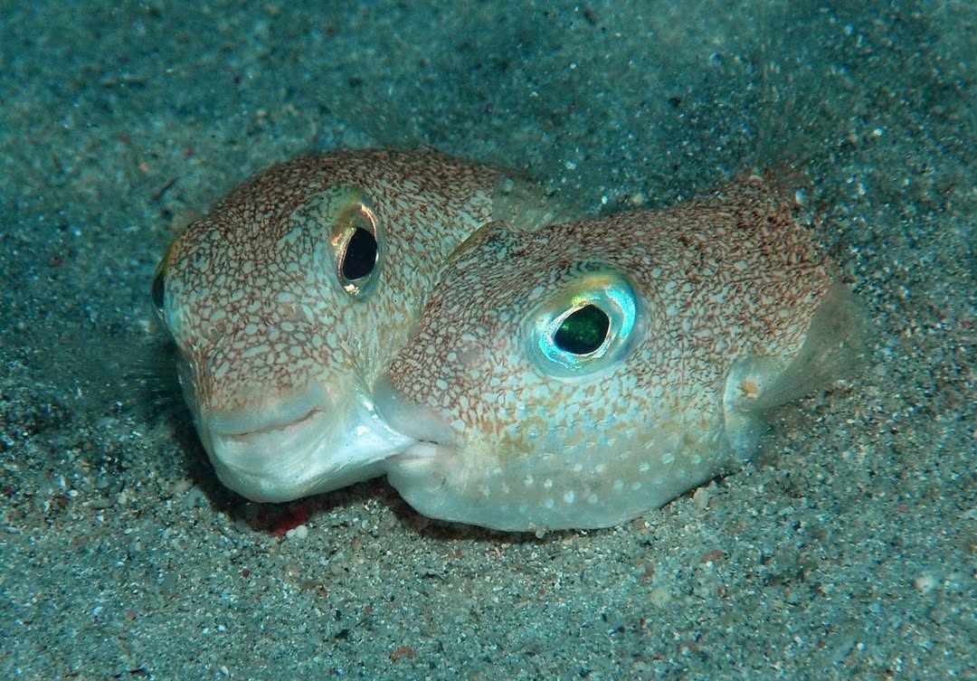 Sixrande's tweet image. 