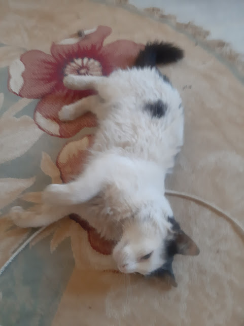 Hi! Im making this post out of desperation.. my cat Marshmellow went missing almost a week ago
If you can donate money then it would be very helpful but if you cant then even just a repost would help me out
thank you for reading, you will find the  donation page in the comments❤️