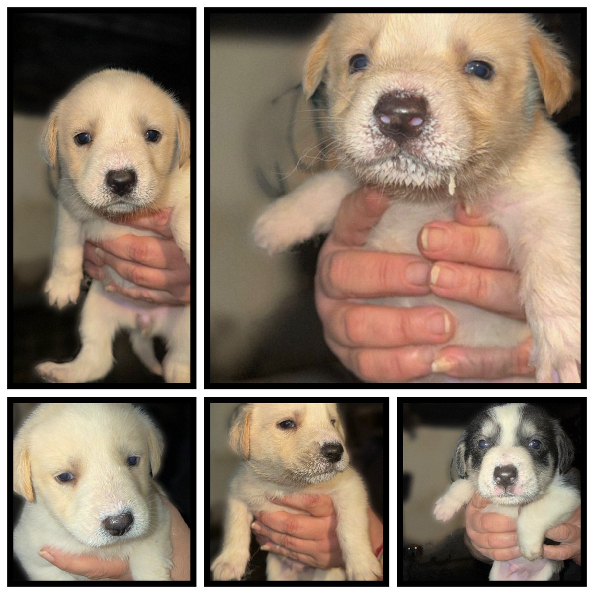 El Refugio de Brown tweet media