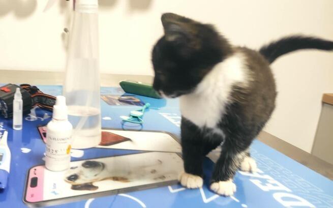 Maluch ciągle walczy z nawracającym katarem i gorączką. Puchną mu oczka, a dziś pojawiły się objawy neurologiczne w postaci nierównych źrenic. Nie wiemy czy są efektem toksyn, które zatruwają organizm, czy czai się w nim coś jeszcze.

ratujemyzwierzaki.pl/szafirekk

Proszę pomóżcie.