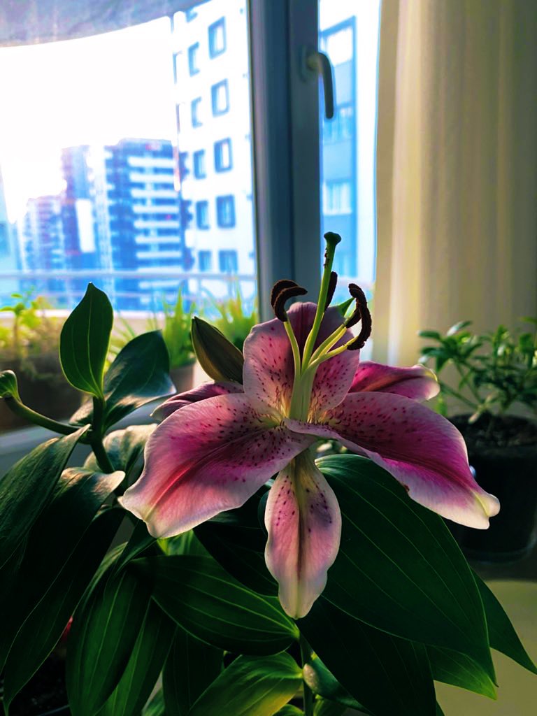 7mavilya's tweet photo. Lily 🌺 https://t.co/dmkWAh6v28