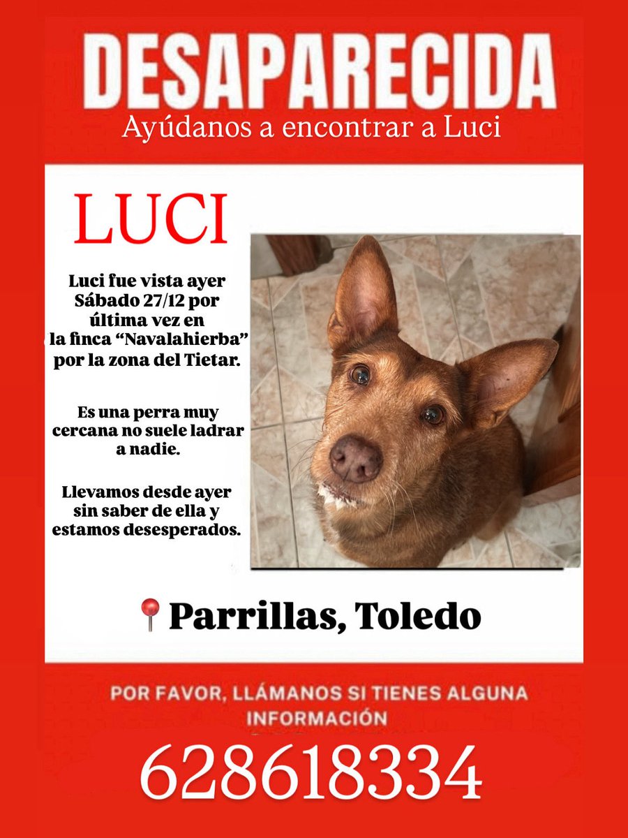 Hola mi perra lleva desaparecida desde ayer, si compartís esto o si alguien la ha visto por la zona por favor que se ponga en contacto al número que aparece en la imagen. Es un podenco cruce de Andaluz con podenco Orito, estatura media/pequeña y de color canela