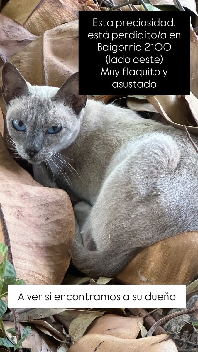 <a href="/SoyVete/">Soy Vete 🐶🐱</a> Está perdido en Munro, necesito ayuda para encontrar a su dueño o adoptante 😻