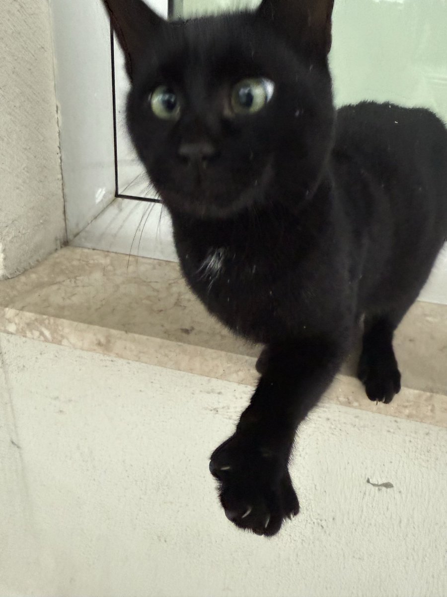 Altıma sıçtım testo taylaan