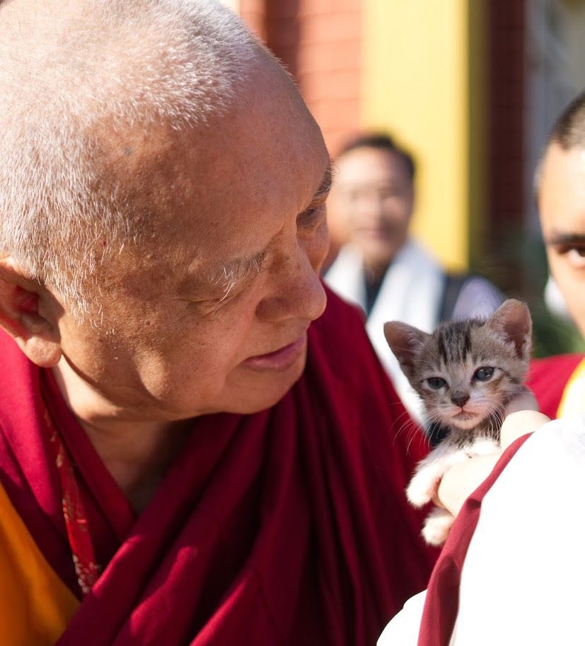 Lama Zopa Rinpoche tweet media