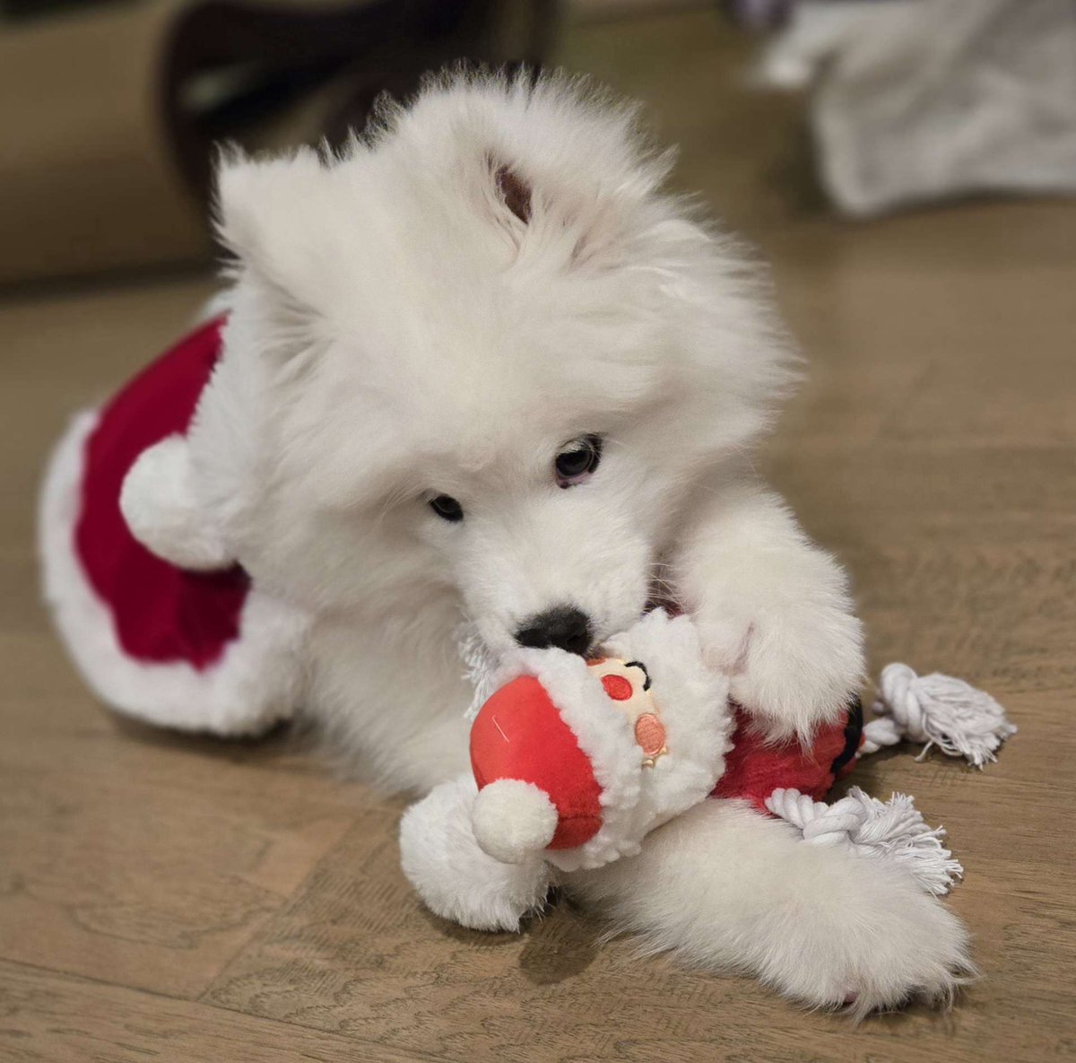 _Silvervale_'s tweet image. I love my little christmas puppy so much 🥹💕