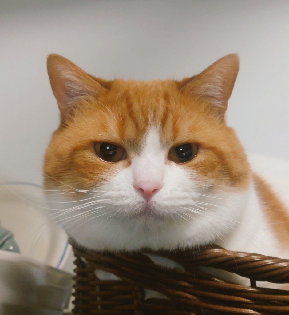 おちゃまる (@ochamarusan0126) / Posts / X