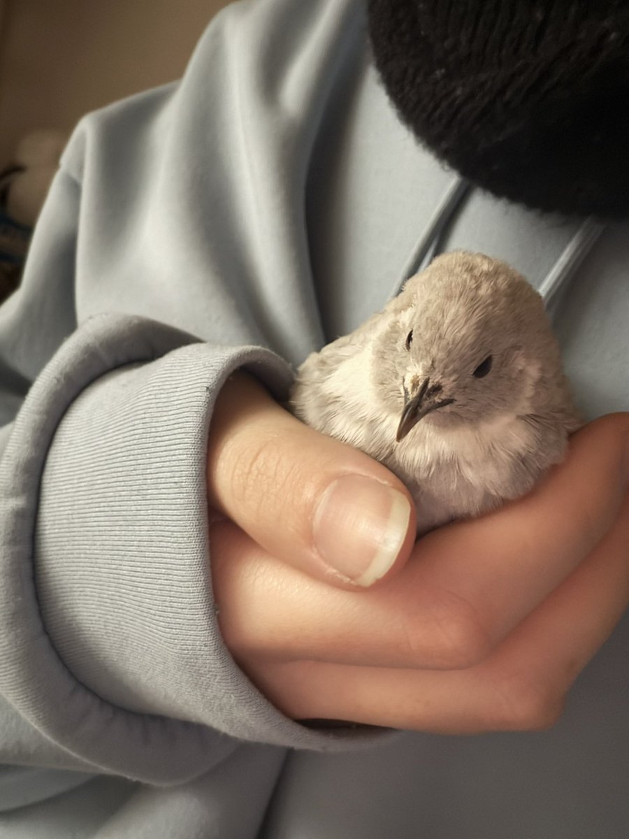 うずらさま確認ページ♡ ポポチョロ🐦💨 (@1b4fc39ec9e04d3) / Posts / X