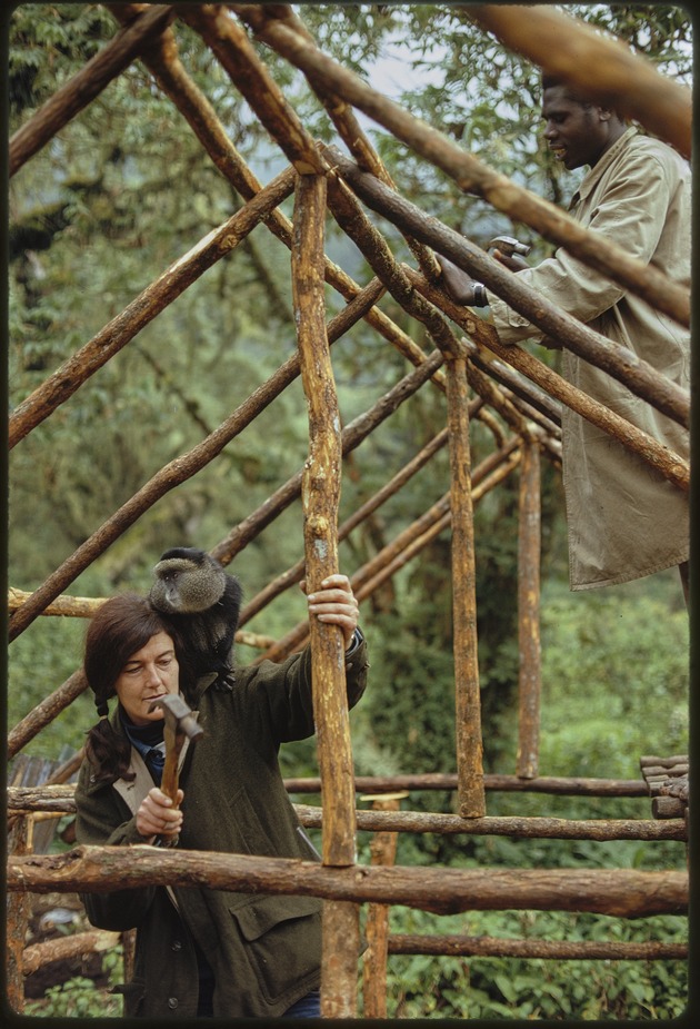 GreatApeFan's tweet photo. @MrK00001 @Dr_TheHistories https://t.co/XT5G7R45dE