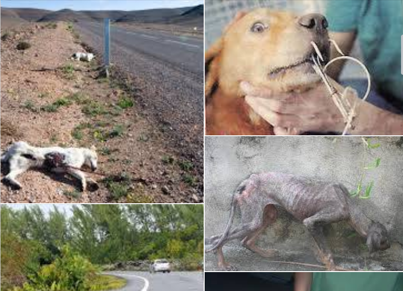tecireel1's tweet photo. @JohnPSharpe @SitgesFranck L'île de la Réunion terre d'enfer pour les animaux. https://t.co/ENv6oRIoMe https://t.co/p1m5Svdh8k