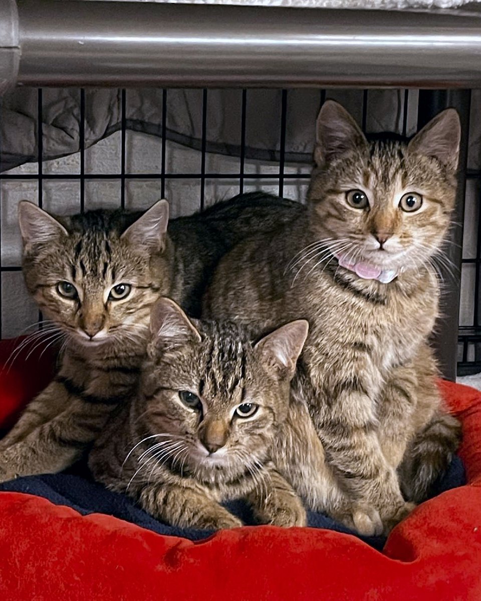 💎 Gemstones Ruby, Sapphire, and Amber sparkle with joy.✨ Brothers Sapphire and Ruby love cuddling in your lap, playing with wand toys and tumbling together. They are thriving in a foster home with older cats. If you’re seeking brilliant companions, Sapphire and Ruby are the