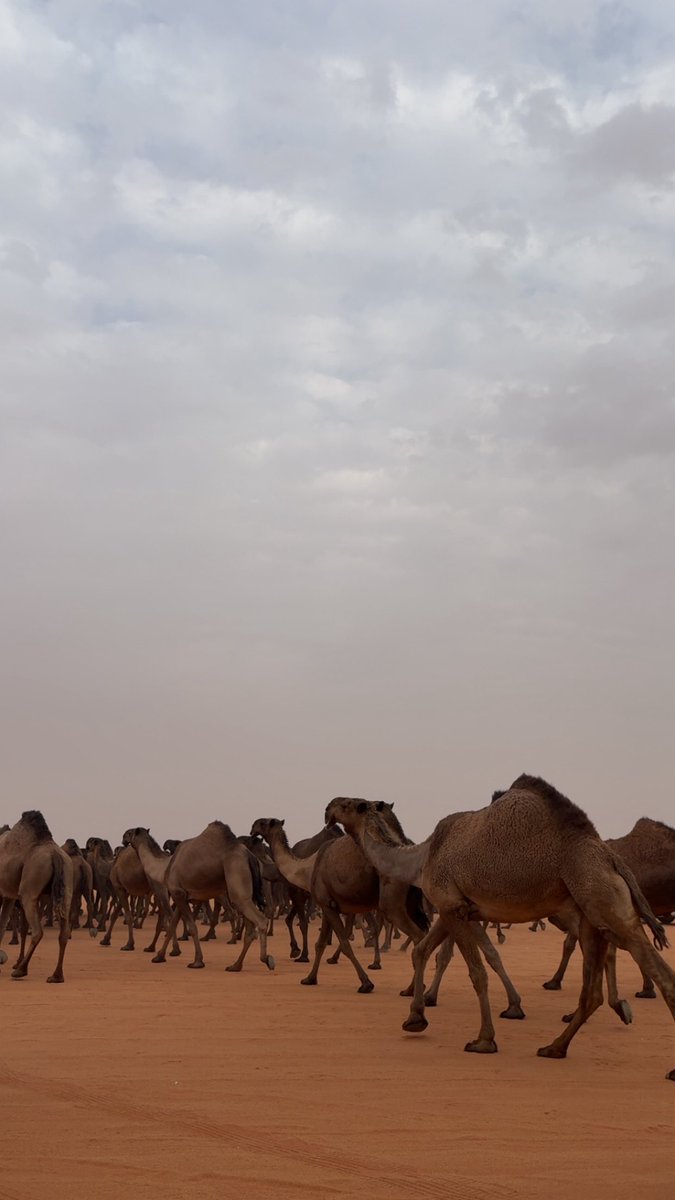 خذيت الهوا طيش وعبث حب واستهتار
على قولة : العربان عيب . . وعليه شهود !

مخليني أعجوبة زمن في ، طريق المار 
مضحك بي العاقل .. مشمت بي المقرود

ورغم ماتسوي بي مسامح على ماصار 
وخيرك كثير ، وموقفك ماعنه منشود
