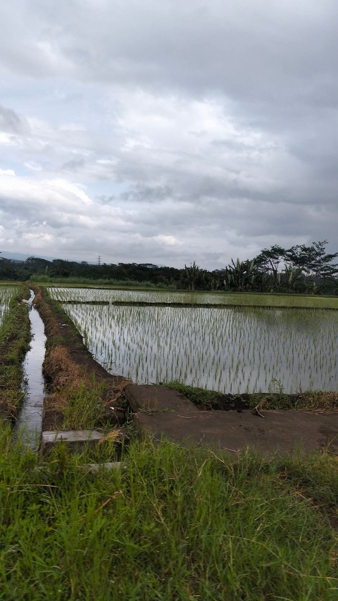 Beberapa ilmu Titen warisan nenek moyang dalam bercocok tanam.

‐--Titen Cuaca

Orang desa dulu tidak punya satelit cuaca, radar hujan, atau aplikasi prakiraan. Tapi mereka tetap bisa membaca langit.

Mereka memperhatikan : 
— perilaku hewan
— perubahan angin
— bentuk awan
—