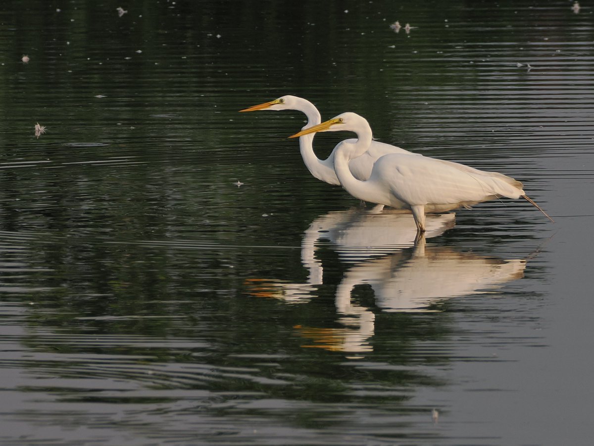 mawgdn's tweet photo. Summer memories. Two Great #Egrets #WadersWednesday #birdwatching #BirdsSeenIn2025 New Creek Watershed 07/31/25 https://t.co/1BzTvbQ3OF
