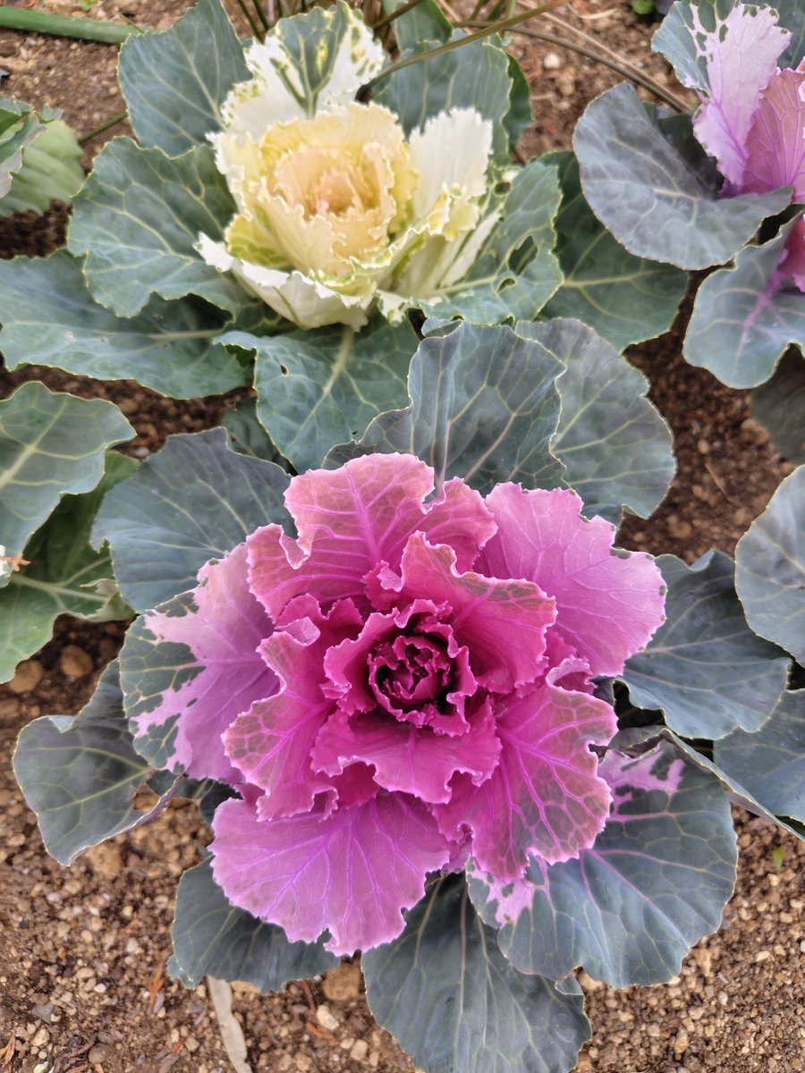 しーのしーの.mtrk (@sino_rapids) on Twitter photo 