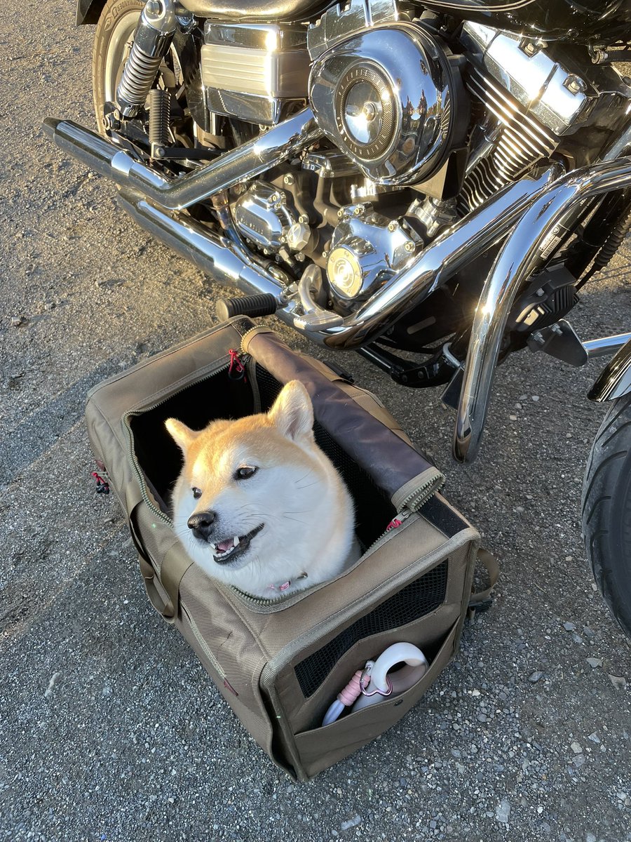 くまごろ (@kumagoro_J) / Posts / X