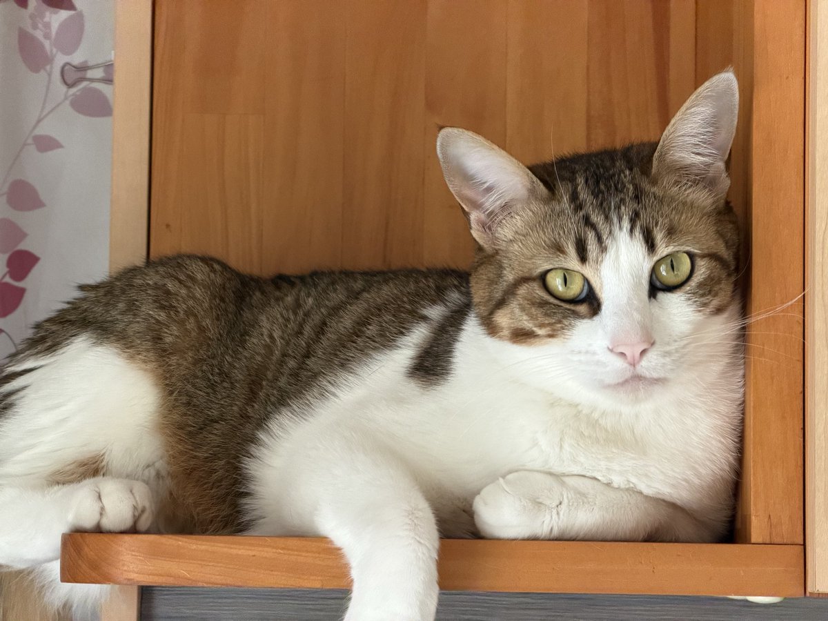 Post by 蛟 on X: にゃん