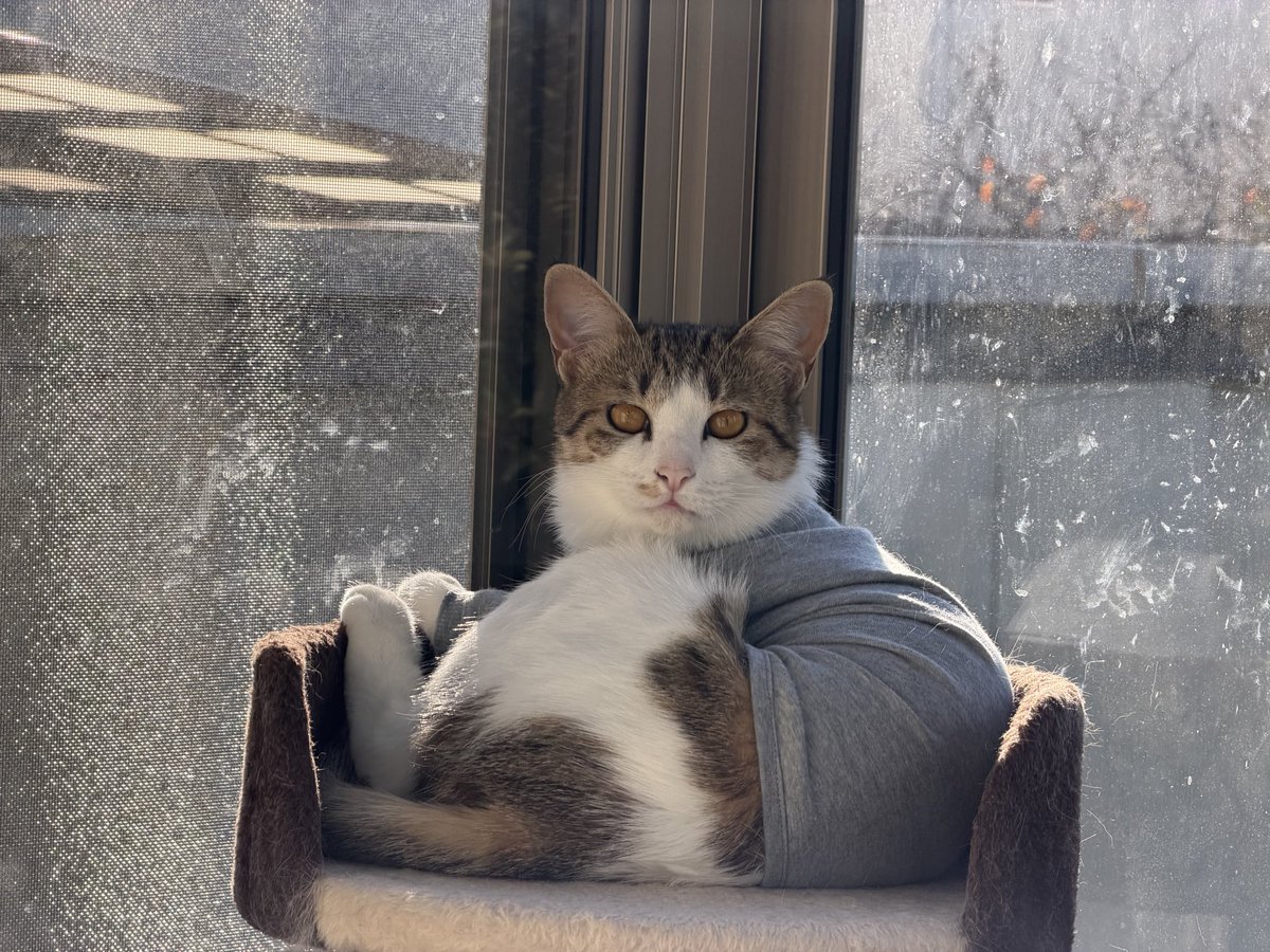 Post by 蛟 on X: にゃん