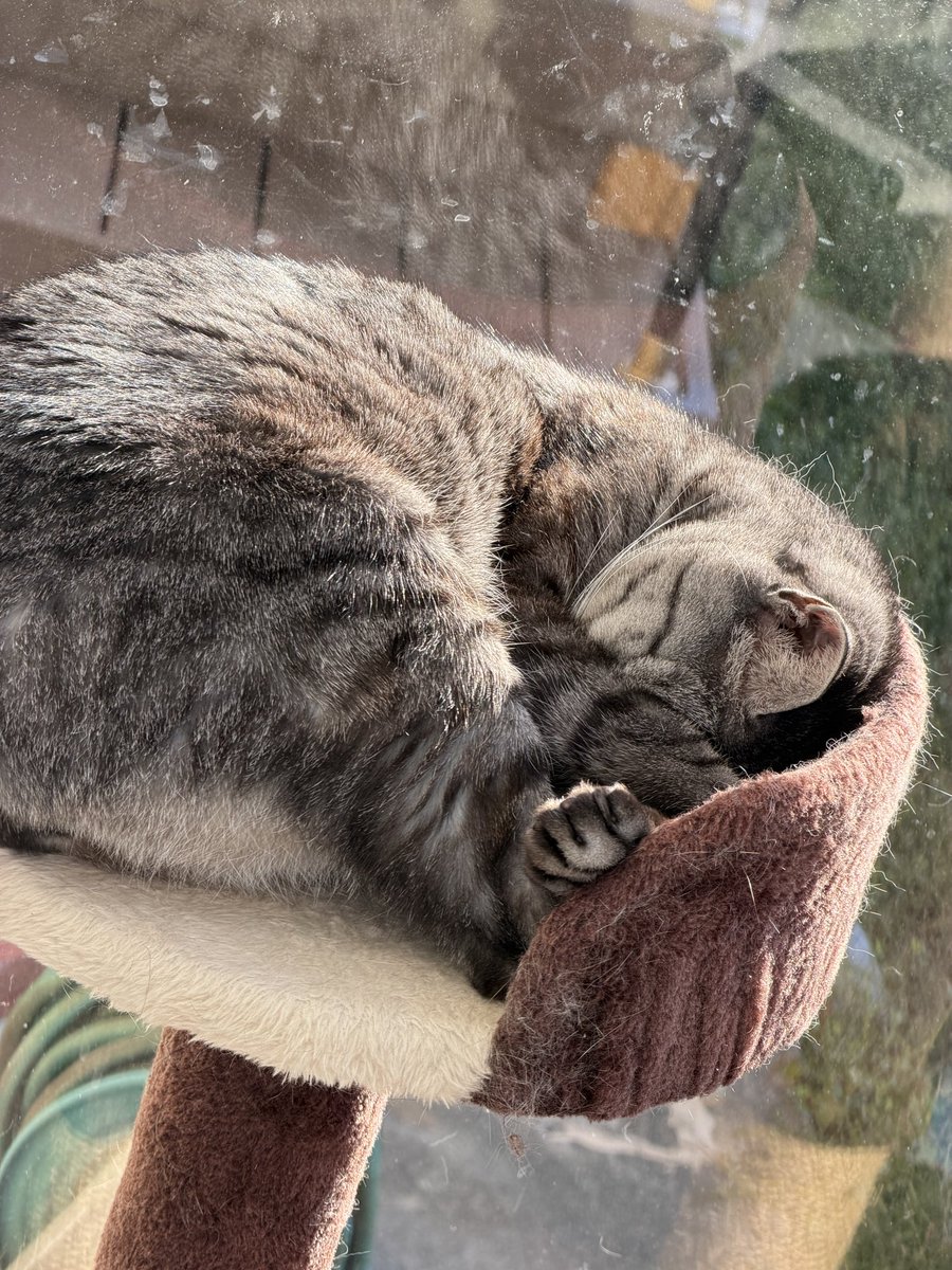 Post by 蛟 on X: にゃん