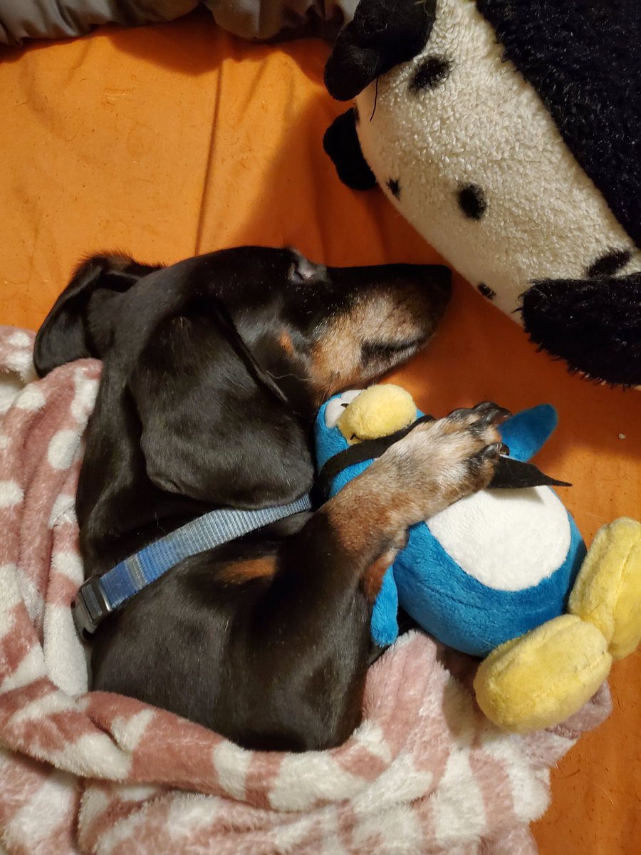 agentplaces's tweet photo. look at my dog (🔎)

#penguinronpa https://t.co/JVSGex92Ln