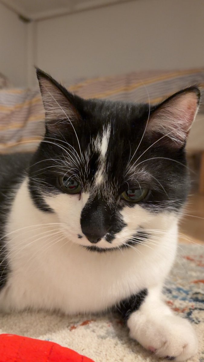 Animanticore's tweet image. 