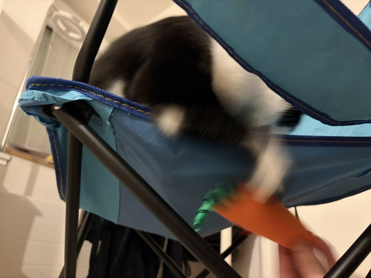 Animanticore's tweet image. 